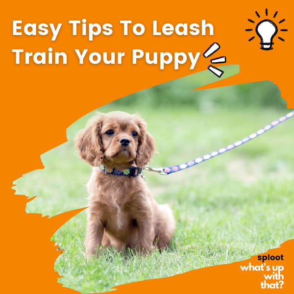 EASY TIPS FOR LEASH TRAINING YOUR DOG