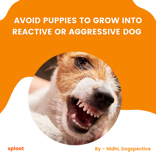 AVOID PUPPIES TO GROW INTO REACTIVE AGGRESSIVE DOG