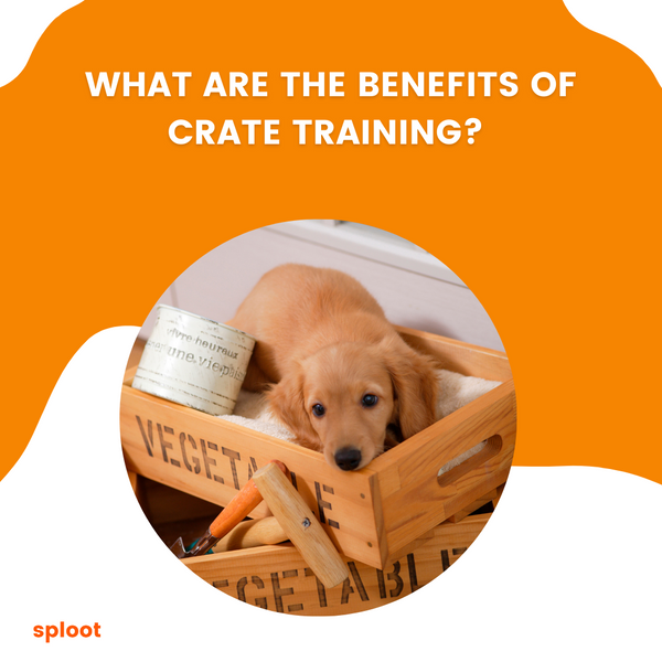 What are the benefits of crate training?