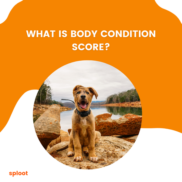 What is body condition score?