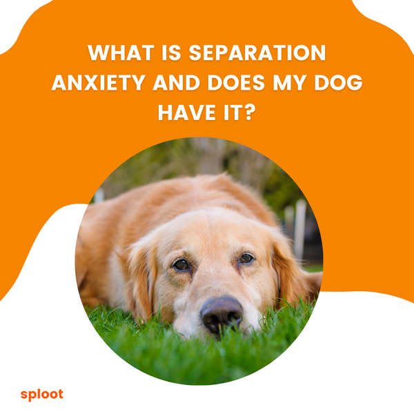 What is separation anxiety - does your dog have it?