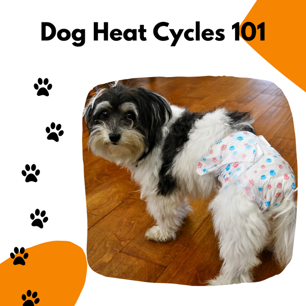Dog Heat Cycles : Everything You Need To Know