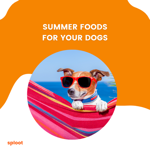 Summer foods for your dogs