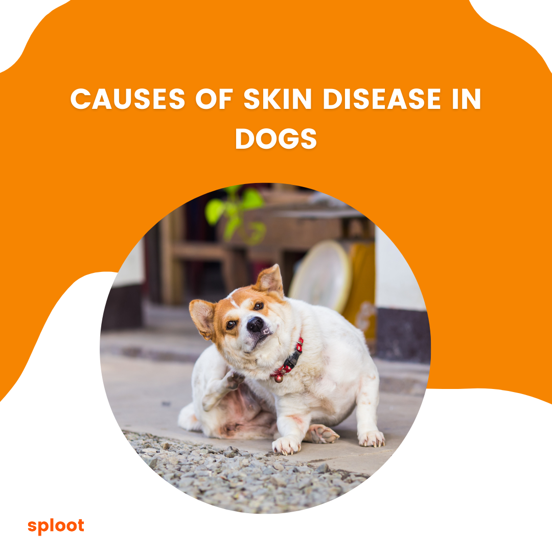 causes-of-skin-diseases-in-dogs