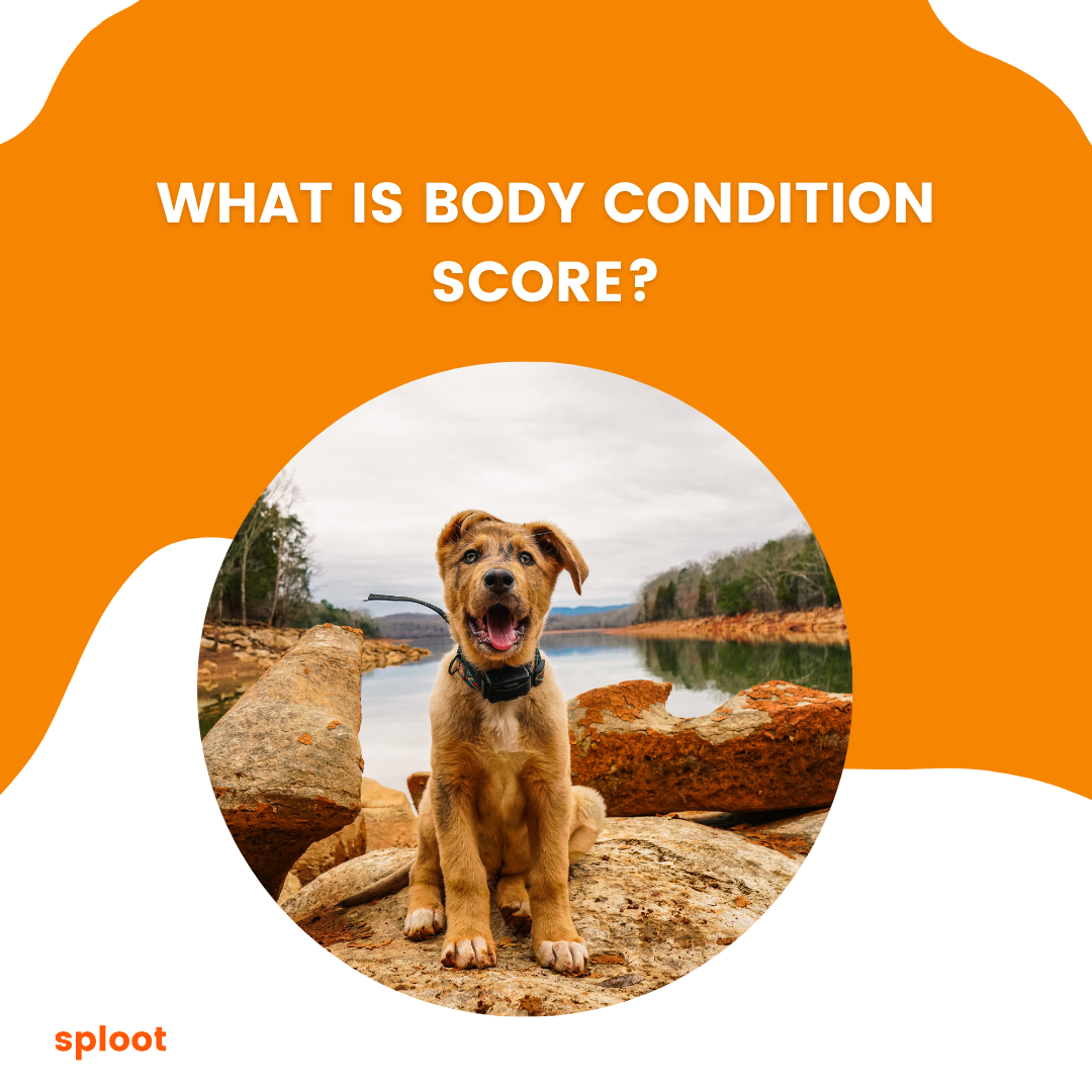 what-is-body-condition-score